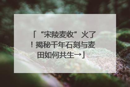 “宋陵麦收”火了！揭秘千年石刻与麦田如何共生→