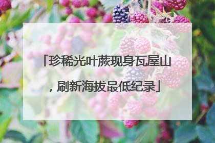 珍稀光叶蕨现身瓦屋山，刷新海拔最低纪录