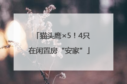猫头鹰×5！4只在闲置房“安家”