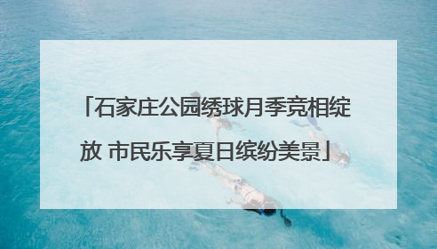 石家庄公园绣球月季竞相绽放 市民乐享夏日缤纷美景