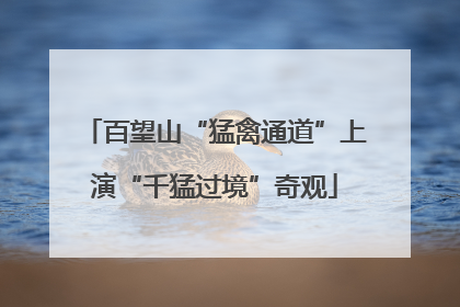 百望山“猛禽通道”上演“千猛过境”奇观