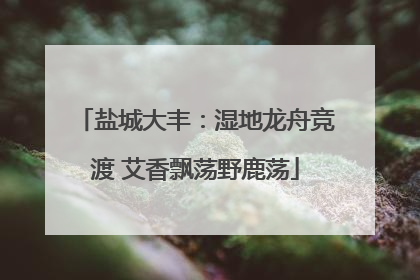 盐城大丰：湿地龙舟竞渡 艾香飘荡野鹿荡