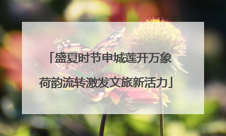 盛夏时节申城莲开万象 荷韵流转激发文旅新活力
