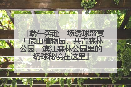 端午奔赴一场绣球盛宴！辰山植物园、共青森林公园、滨江森林公园里的绣球秘境在这里