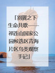 羽翼之下 生命共歌——祁连山国家公园候选区青海片区鸟类观察手记