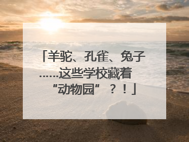 羊驼、孔雀、兔子……这些学校藏着 “动物园”？！