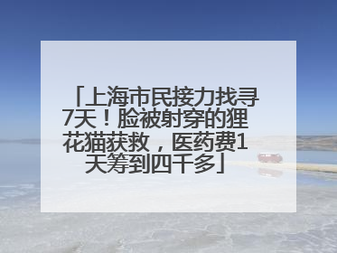上海市民接力找寻7天！脸被射穿的狸花猫获救，医药费1天筹到四千多