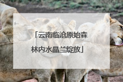云南临沧原始森林内水晶兰绽放
