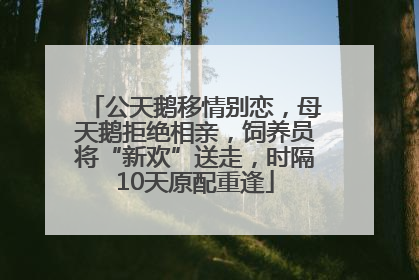 公天鹅移情别恋，母天鹅拒绝相亲，饲养员将“新欢”送走，时隔10天原配重逢