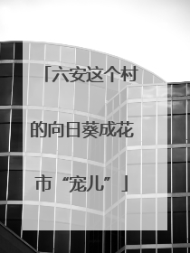 六安这个村的向日葵成花市“宠儿”