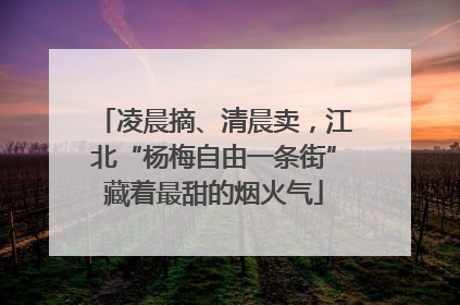 凌晨摘、清晨卖，江北“杨梅自由一条街”藏着最甜的烟火气