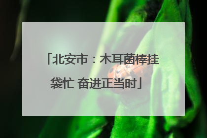 北安市：木耳菌棒挂袋忙 奋进正当时