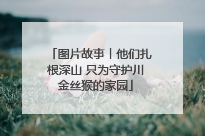 图片故事丨他们扎根深山 只为守护川金丝猴的家园