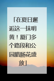 在夏日邂逅这一抹明黄！厦门多个路段和公园腊肠花盛放