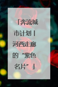 奔流城市计划丨河西走廊的“紫色名片”