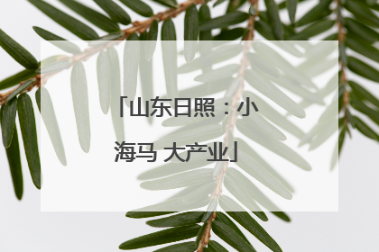 山东日照：小海马 大产业
