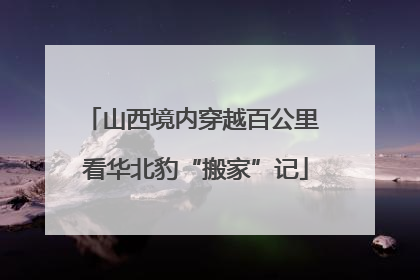山西境内穿越百公里 看华北豹“搬家”记