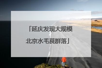 延庆发现大规模北京水毛茛群落