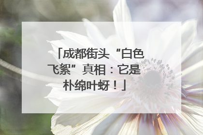 成都街头“白色飞絮”真相：它是朴绵叶蚜！