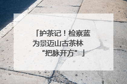 护茶记！检察蓝为景迈山古茶林 “把脉开方”