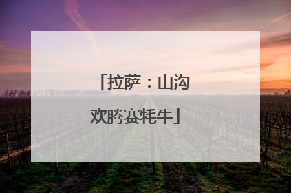 拉萨：山沟欢腾赛牦牛
