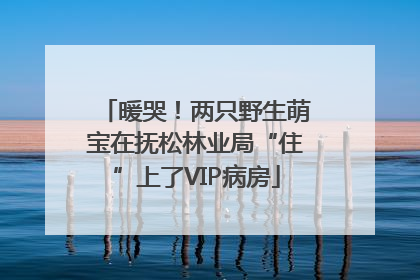 暖哭！两只野生萌宝在抚松林业局“住”上了VIP病房