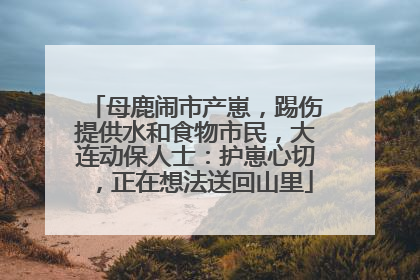 母鹿闹市产崽，踢伤提供水和食物市民，大连动保人士：护崽心切，正在想法送回山里
