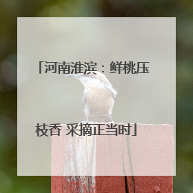 河南淮滨：鲜桃压枝香 采摘正当时