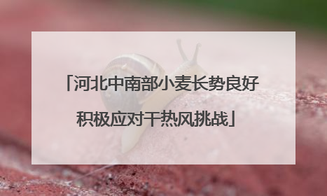 河北中南部小麦长势良好 积极应对干热风挑战