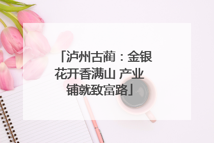 泸州古蔺：金银花开香满山 产业铺就致富路
