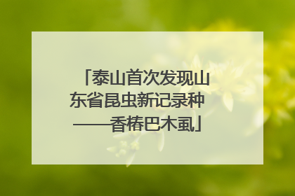 泰山首次发现山东省昆虫新记录种——香椿巴木虱