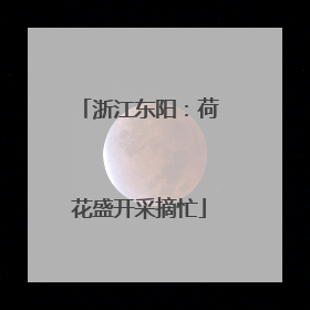 浙江东阳：荷花盛开采摘忙