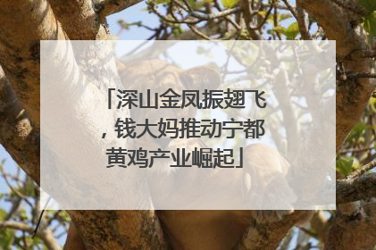 深山金凤振翅飞，钱大妈推动宁都黄鸡产业崛起