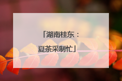 湖南桂东：夏茶采制忙