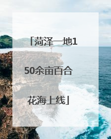 菏泽一地150余亩百合花海上线