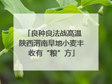 良种良法战高温 陕西渭南旱地小麦丰收有“粮”方