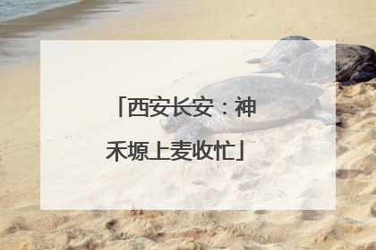 西安长安：神禾塬上麦收忙