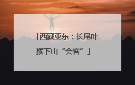 西藏亚东：长尾叶猴下山“会客”