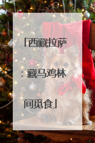 西藏拉萨:藏马鸡林间觅食
