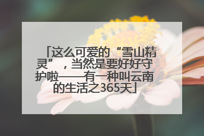 这么可爱的“雪山精灵”，当然是要好好守护啦——有一种叫云南的生活之365天