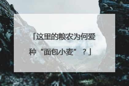 这里的粮农为何爱种“面包小麦”？