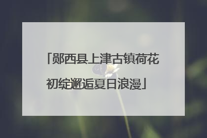郧西县上津古镇荷花初绽邂逅夏日浪漫