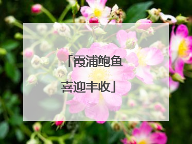 霞浦鲍鱼喜迎丰收