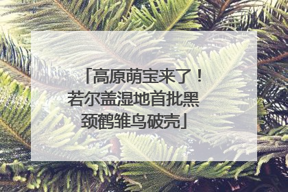 高原萌宝来了！若尔盖湿地首批黑颈鹤雏鸟破壳