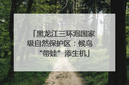 黑龙江三环泡国家级自然保护区：候鸟“带娃”添生机
