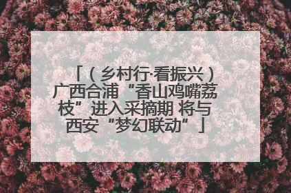 （乡村行·看振兴）广西合浦“香山鸡嘴荔枝”进入采摘期 将与西安“梦幻联动”