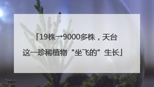 19株→9000多株，天台这一珍稀植物“坐飞的”生长