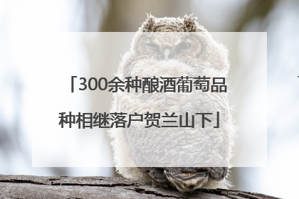 300余种酿酒葡萄品种相继落户贺兰山下